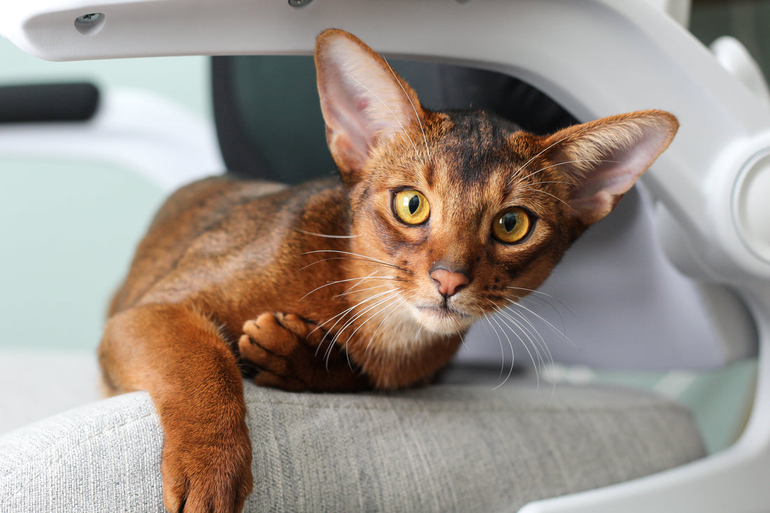 Unraveling Feline Mysteries: Understanding Your Cat's Unique Behaviour ...
