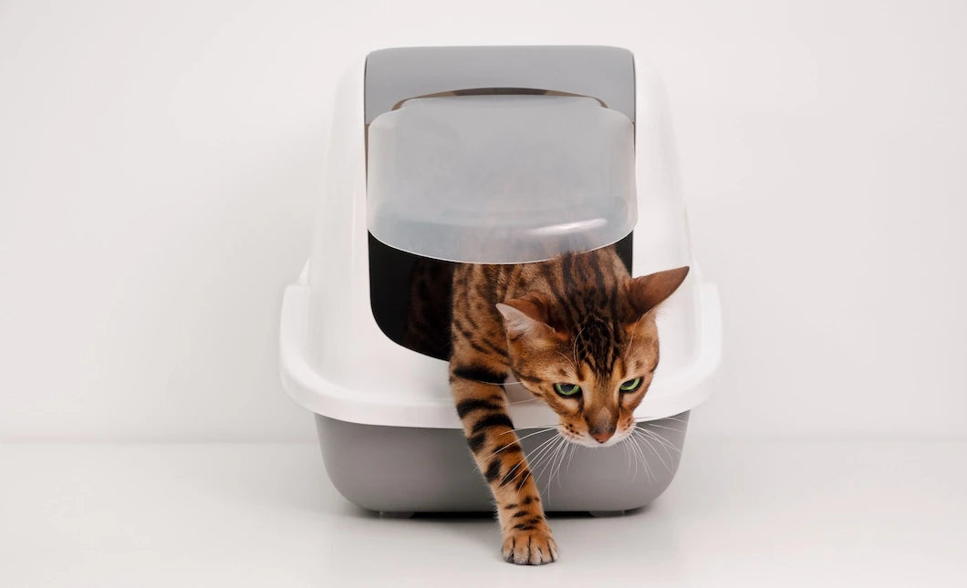 What type of Cat Litter Tray do I need?