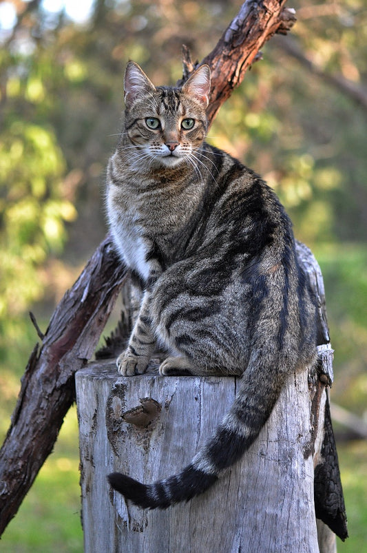 The Fascinating Anatomy of Cats!