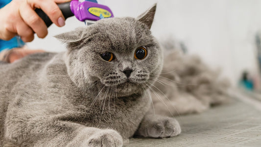 Why Groom Your Cat?