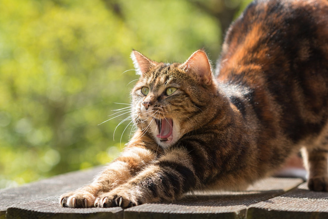 Understanding Cat Behaviour and Body Language