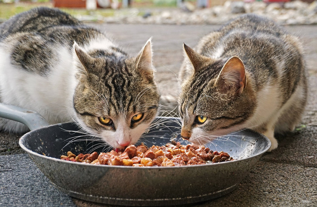 The Importance of Choosing the Right Cat Food