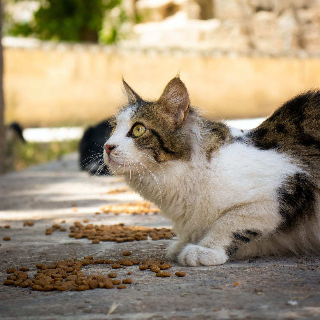 The Fascinating World of Cat Ears