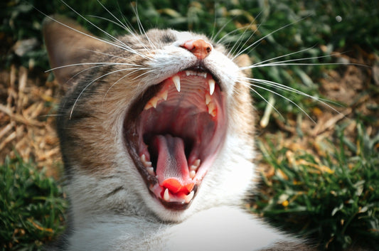 The Importance of Dental Health in Cats