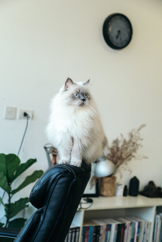 Heartwarming Tales of Cats and Their Humans: Featured Stories from Our Community