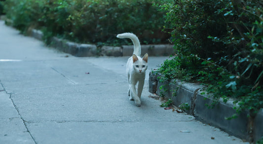 The role of cats in different cultures and mythologies