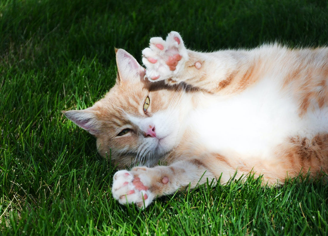 The Fascinating World of a Cat’s Paws!