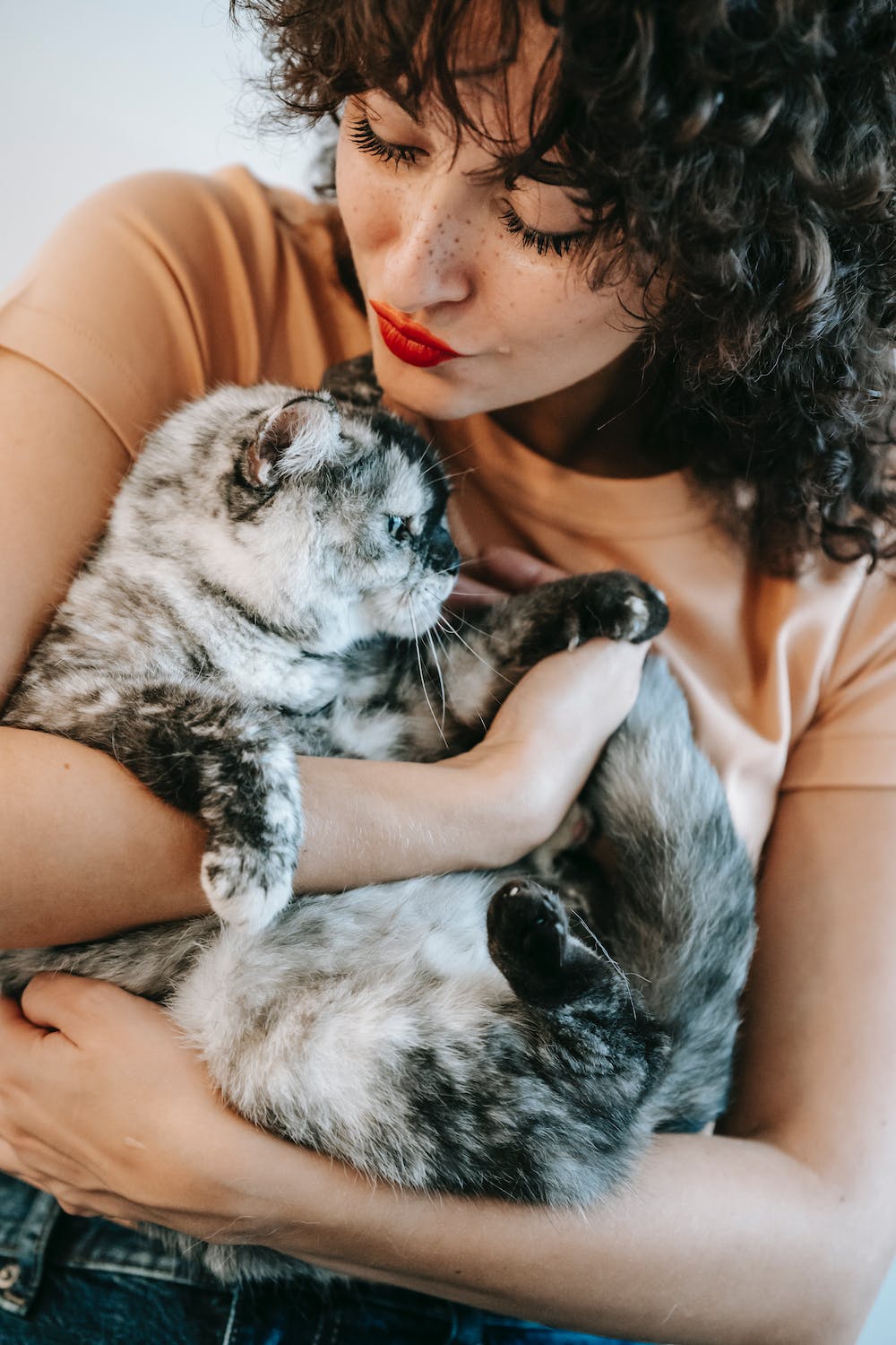 A Guide To Adopting A Cat The Cat Life a-guide-to-adopting-a-cat-the-cat-life