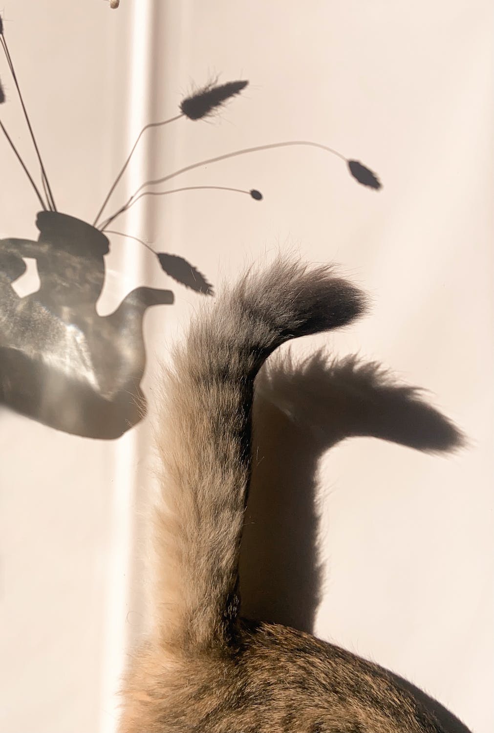 The Fascinating Anatomy and Behaviour of a Cat’s Tail