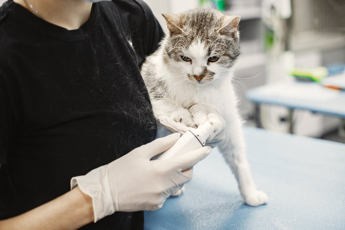 The Benefits of Spaying or Neutering Your Cat