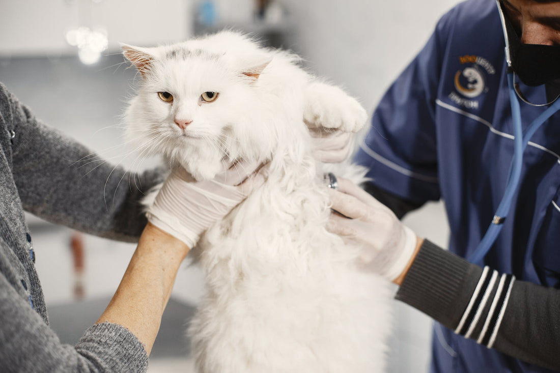 The Importance of Regular Vet Check-ups for Cats