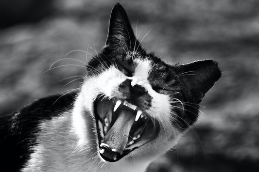 The Fascinating Anatomy of a Cat’s Teeth