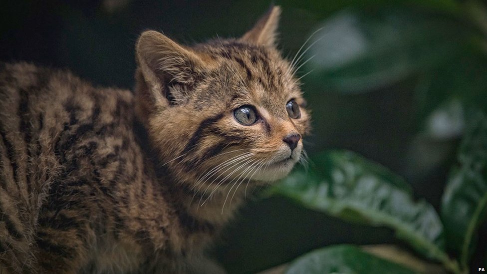 Wildcats Reintroduced in England